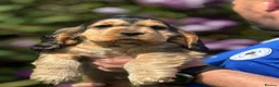 Cocker Spaniel dogs for sale: ⭐️ health tested Show cockers ⭐️ - Advert 10