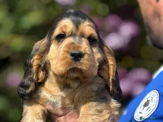 Cocker Spaniel dogs ⭐️ health tested Show cockers ⭐️ - Advert 16