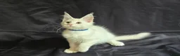 Maine Coon cats for sale: Ready now-Tica Maine Coon Kittens  - Advert 5
