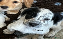 Cocker Spaniel dogs for sale: Working cocker spaniel  in Dereham - Image 1