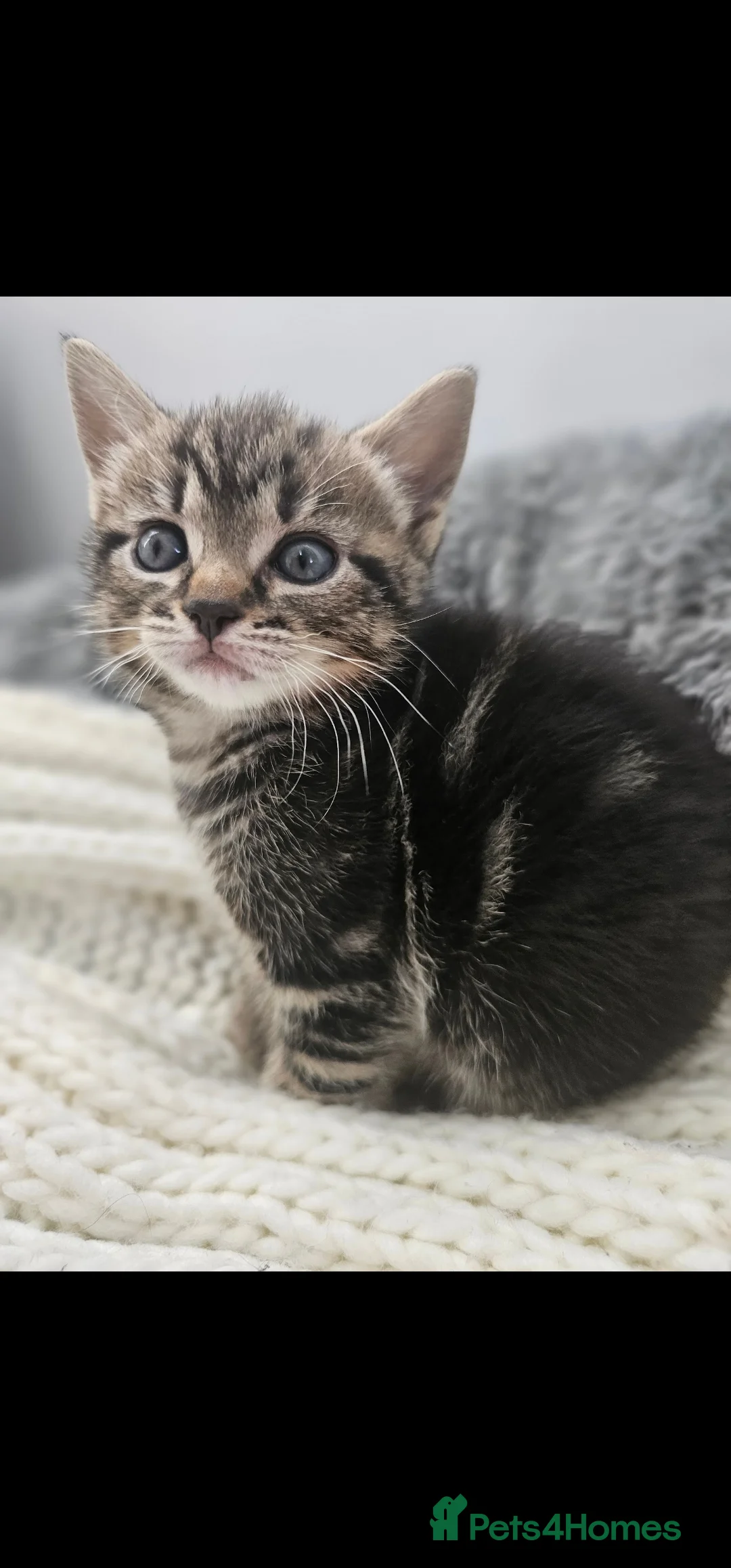 Mixed Breed cats for sale: 4 kittens looking for new home  - Advert 5