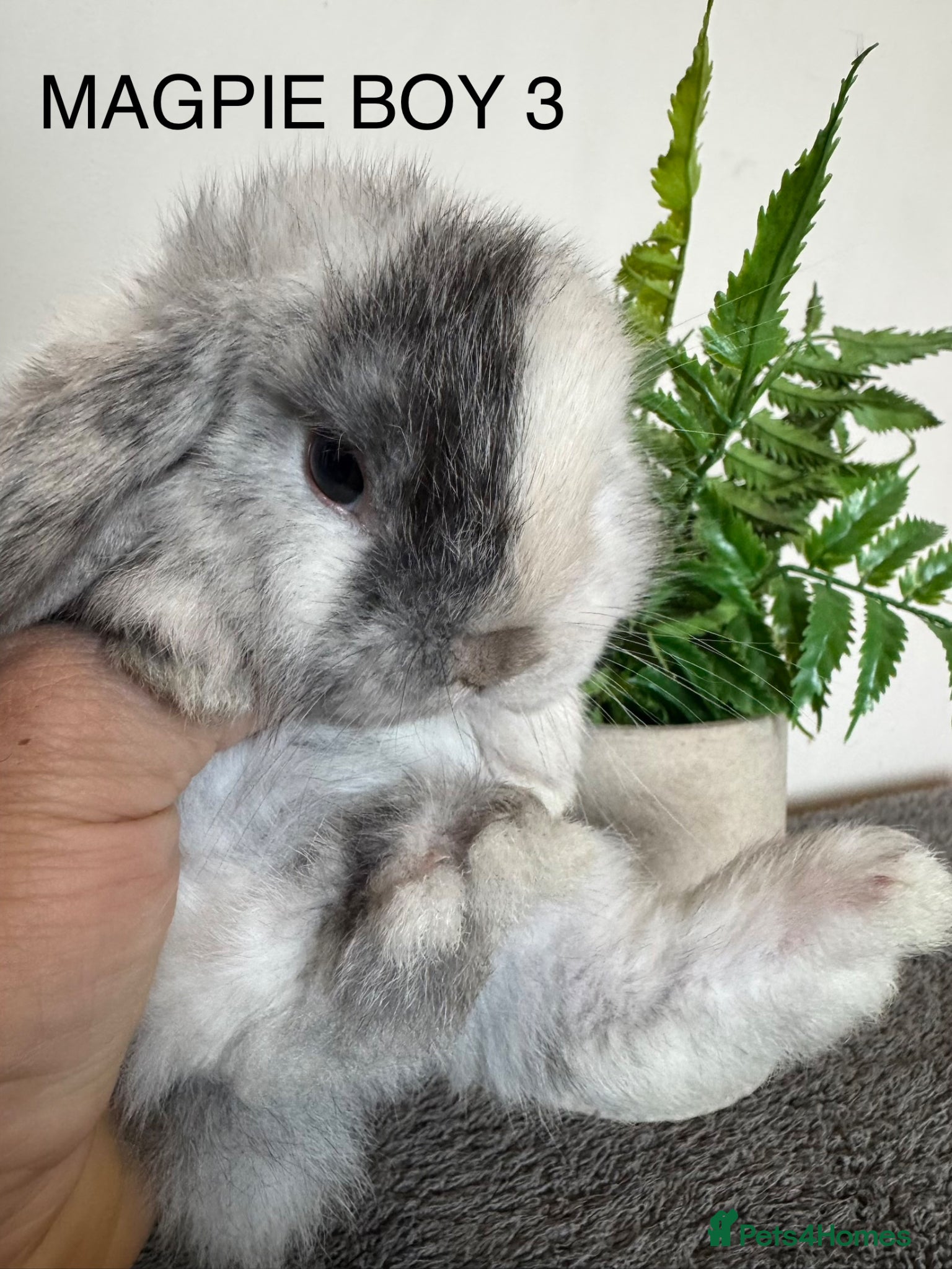 Mini Lop rabbits ☀️MAGPIE MINI LOPS☀️ - Advert 2