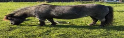 Shetland pony horses for sale: CASTLETHORPE EXOTIC DOTTY - Advert 2