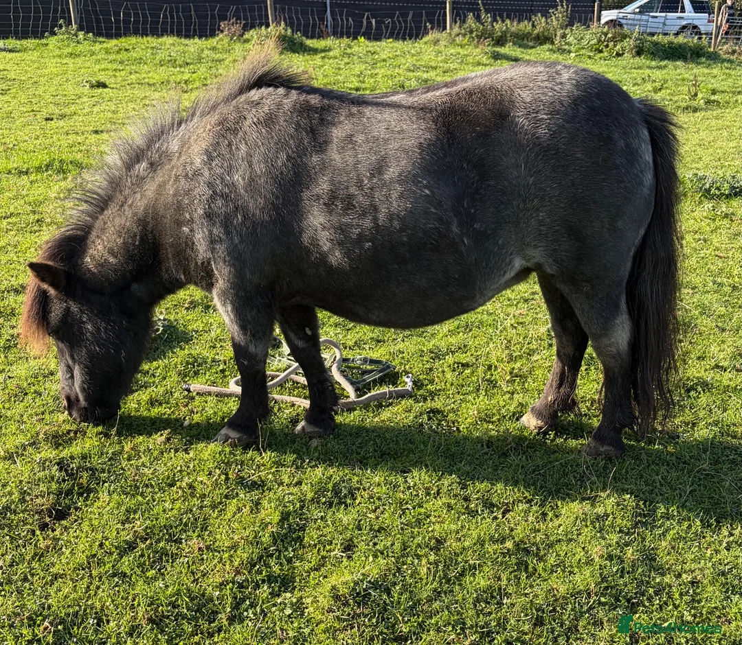Shetland pony horses for sale: CASTLETHORPE EXOTIC DOTTY - Advert 2