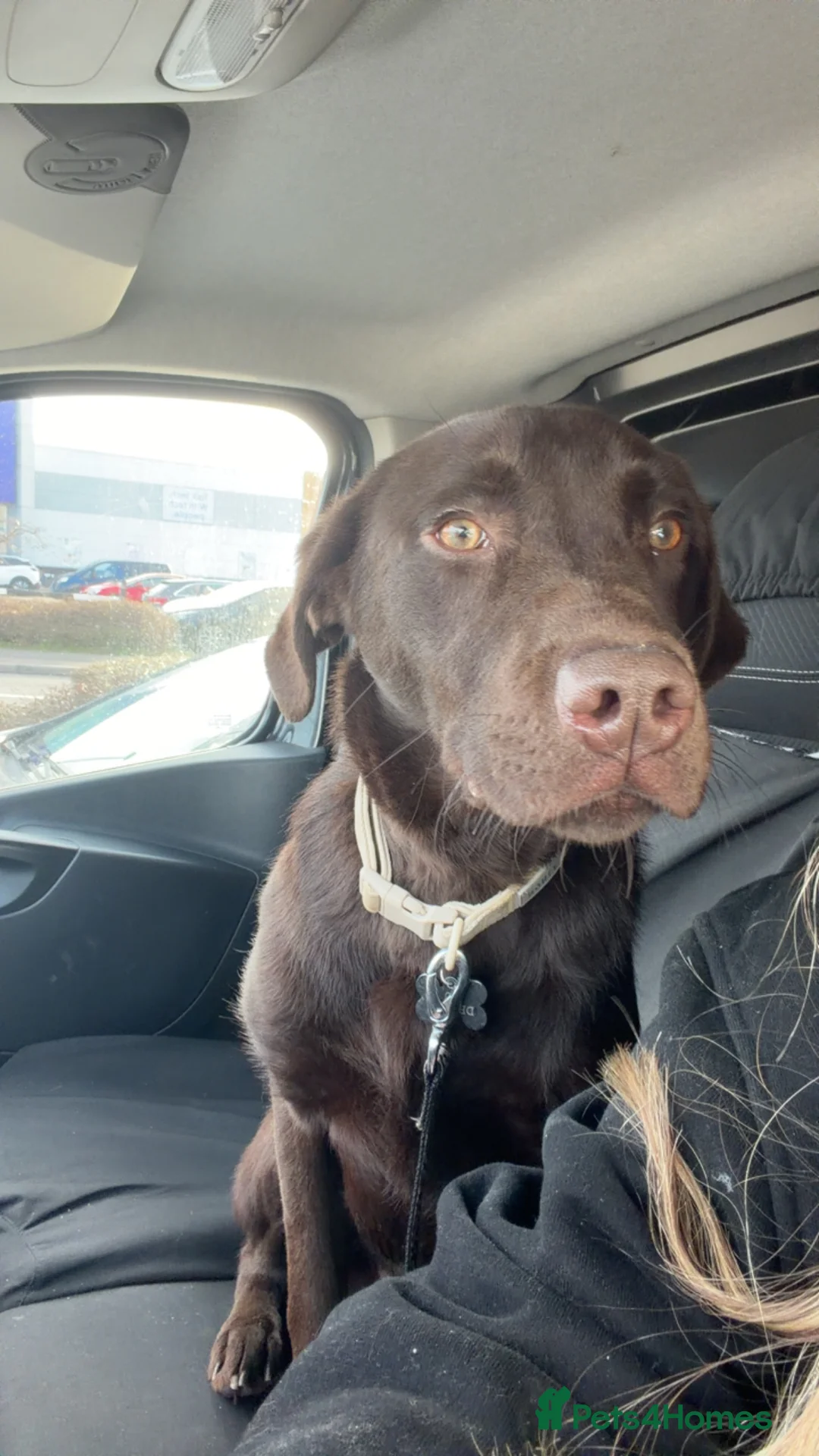 Labrador Retriever dogs for sale: chocolate labrador  in Derby - Advert 1