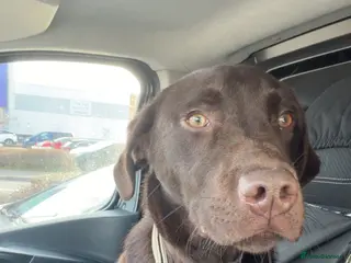 Labrador Retriever dogs chocolate labrador - Advert 9