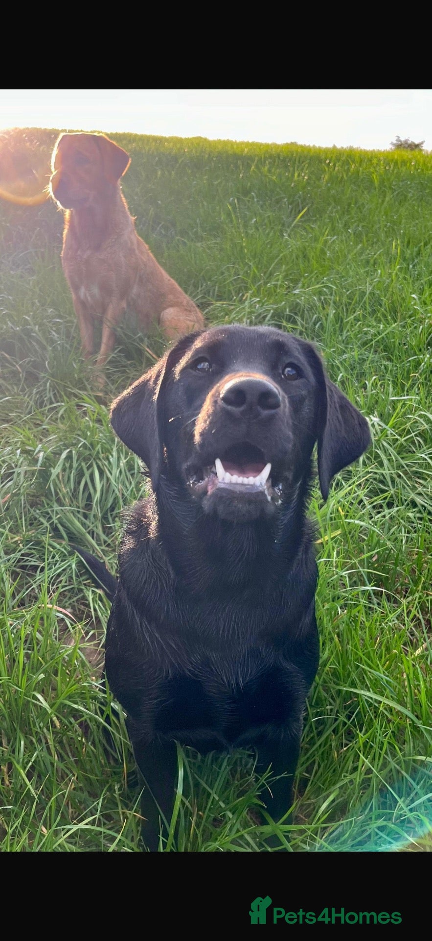 Labrador Retriever dogs 🖤 Beautiful black Labrador puppies 🖤 - Advert 1