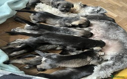 Miniature Schnauzer dogs for sale: Your furry soulmate - Image 2