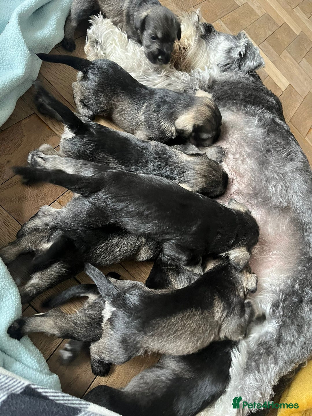 Miniature Schnauzer dogs for sale: Your furry soulmate - Image 2