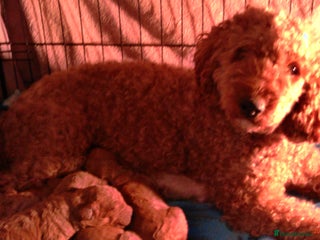 Cockapoo dogs cockapoo x toy poodle - Advert 1