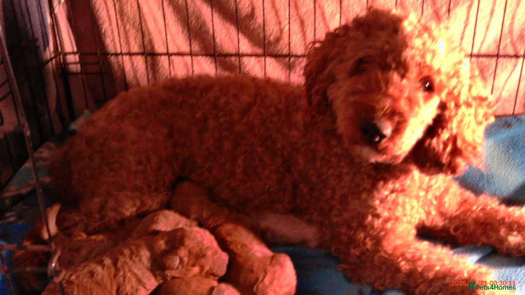 Cockapoo dogs for sale: cockapoo x miniature poodle  ready to leave - Advert 1