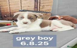 Border Collie dogs for sale: 6 Kennel Club registered Border Collie pups - Image 4