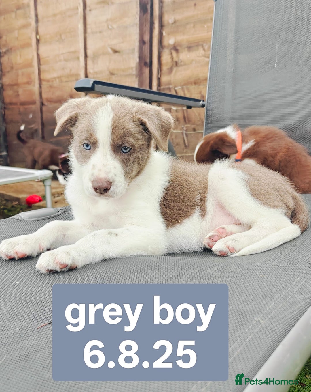 Border Collie dogs for sale: 6 Kennel Club registered Border Collie pups - Image 4