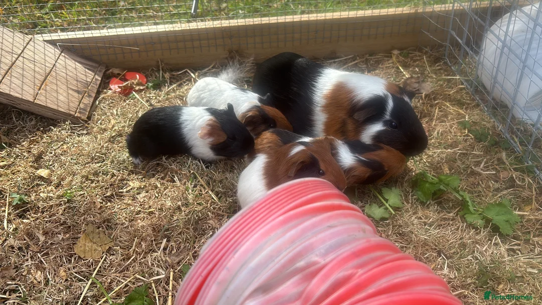 Guinea Pig rodents for sale: 2 sows and 2 boars available  - Advert 1