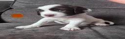 Sprocker dogs for sale: Beautiful Sprockers  - Advert 5