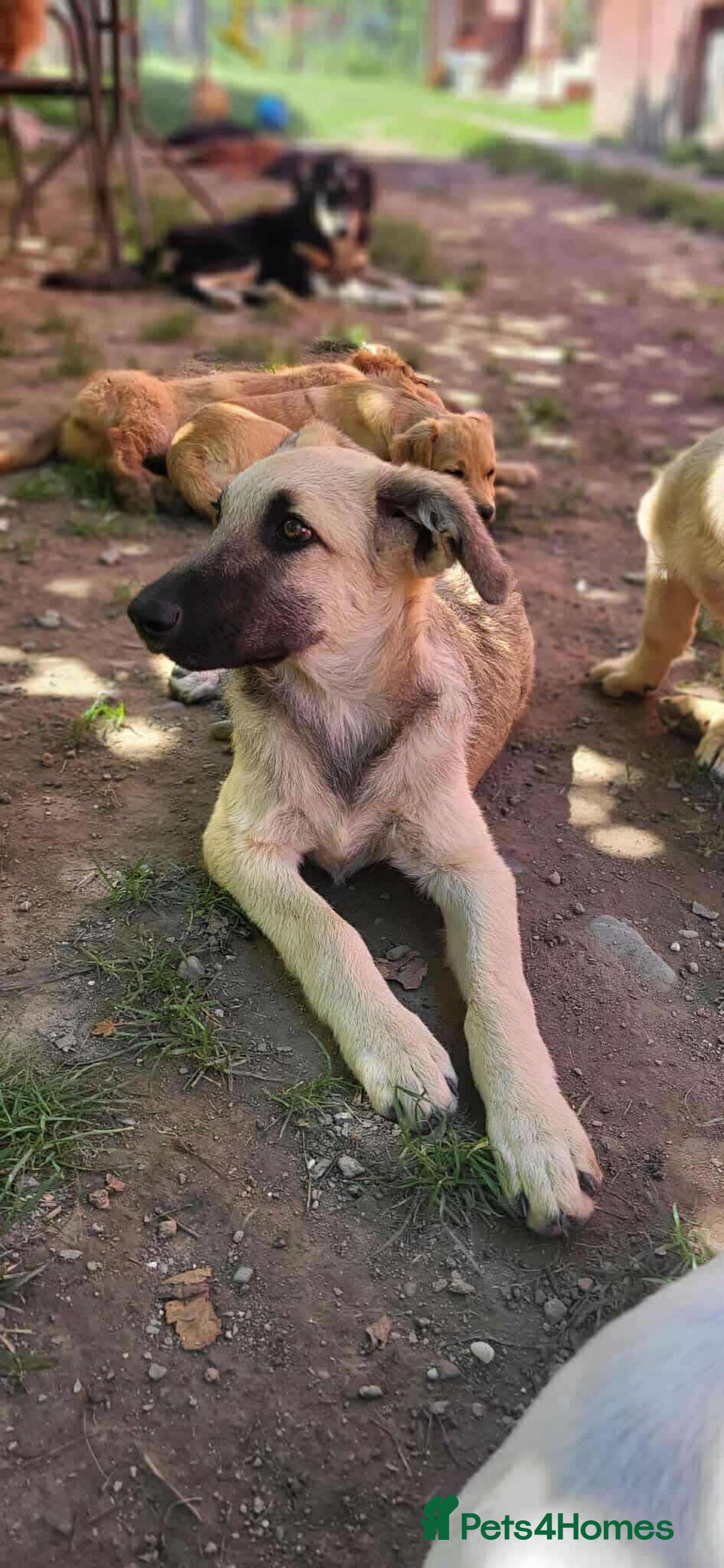 Mixed Breed dogs for adoption: MITZI-loving/ friendly / sociable / affectionate  - Image 5