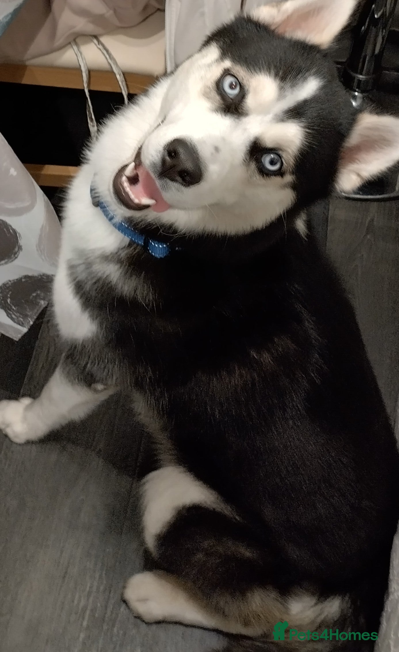 Siberian Husky dogs Husky  in Feltham - Advert 1