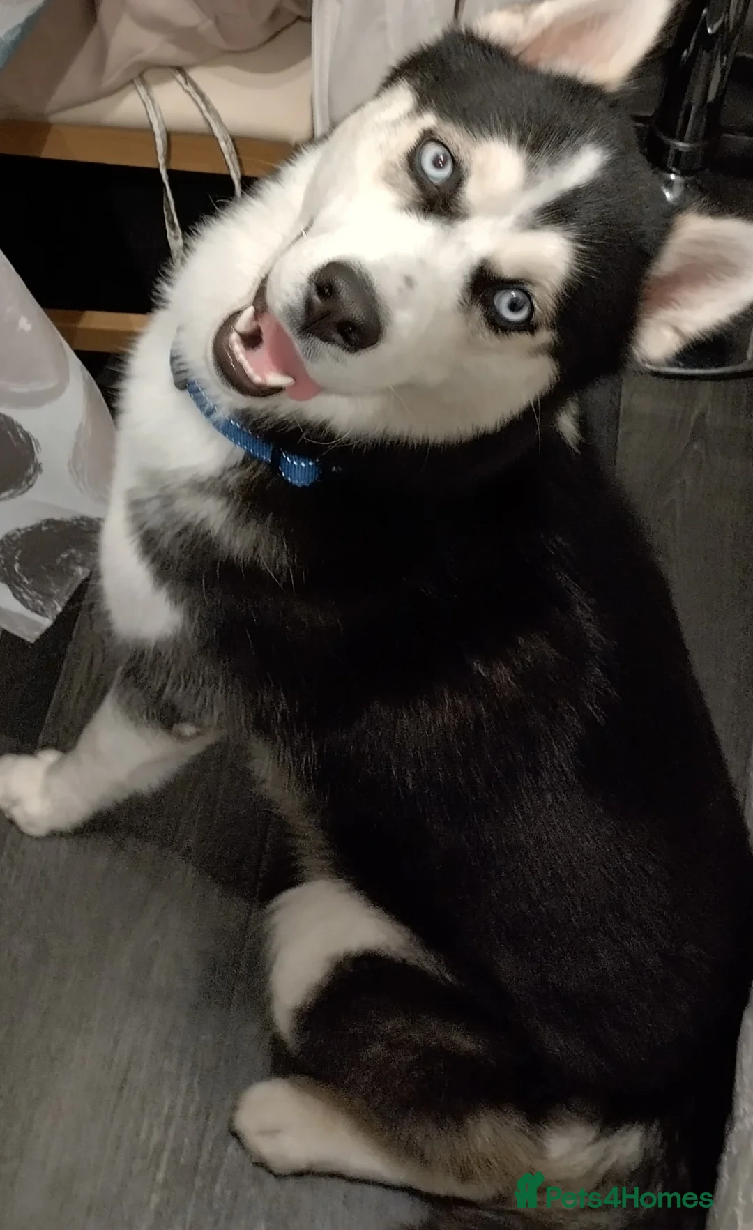 Siberian Husky dogs for sale: Husky  in Feltham - Advert 1