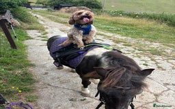 Cavapoo dogs for stud: Proven Cavapoo for stud in Horsham - Advert 6