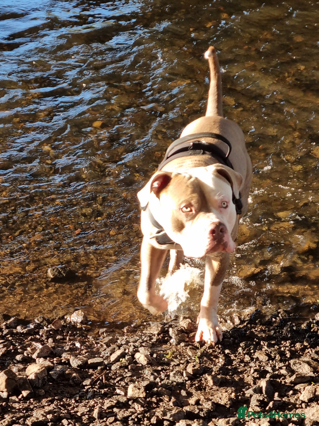 American Bulldog dogs for stud: 2 year old American Bulldog for stud - Advert 3