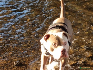 American Bulldog dogs - Advert 14