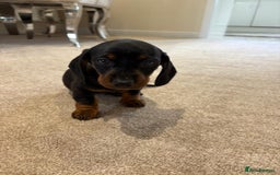 Miniature Dachshund dogs for sale: STUNNING MINIATURE DACHSHUND PUPPIES  - Image 4