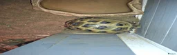 Tortoise reptiles for sale: Tortoise in need of new home. in Todmorden - Advert 7