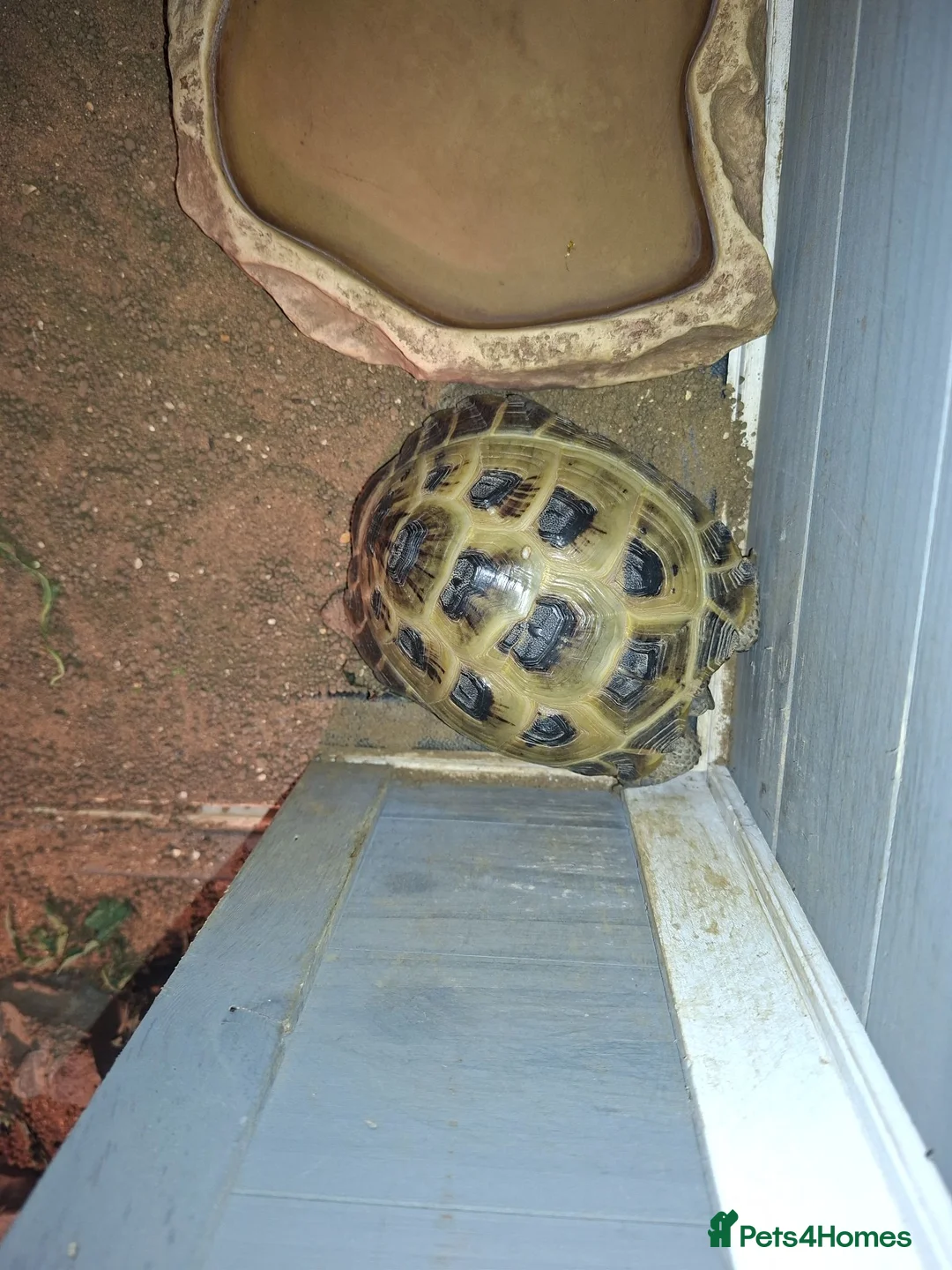 Tortoise reptiles for sale: Tortoise in need of new home. in Todmorden - Advert 7