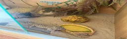 Leopard Gecko reptiles for sale: Leopard Gecko for sale in Wallingford - Advert 2