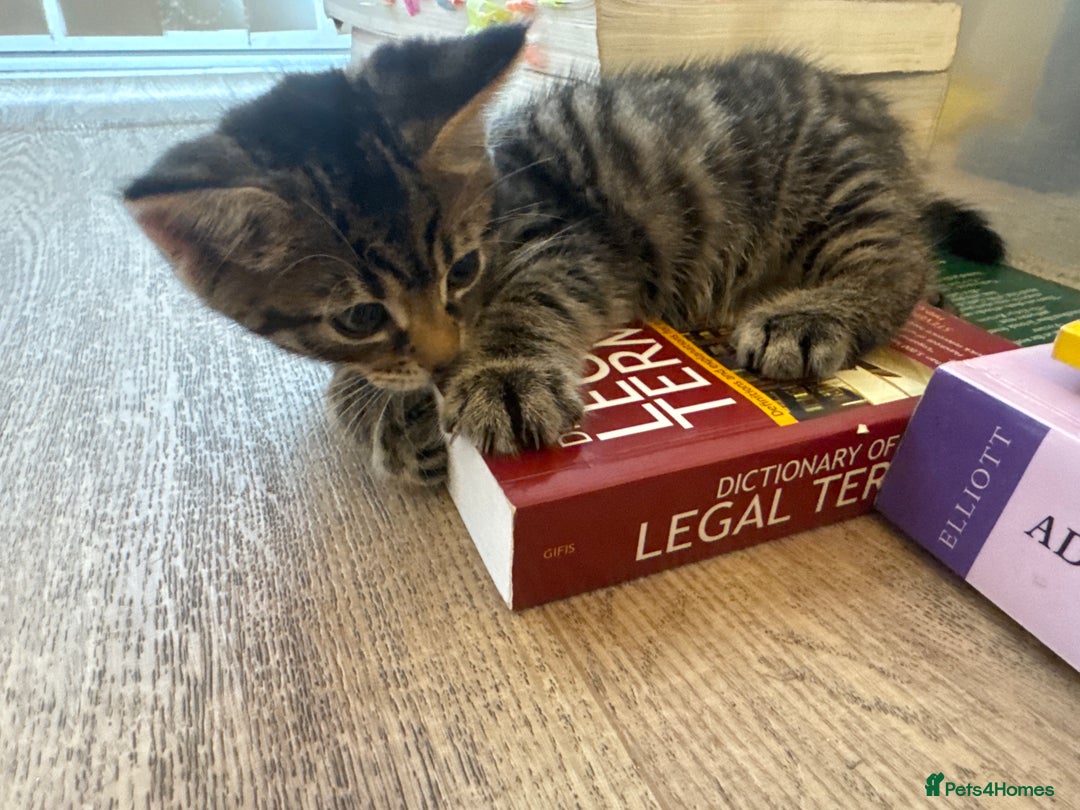 Mixed Breed cats for sale: Kittens for sale  - Advert 9