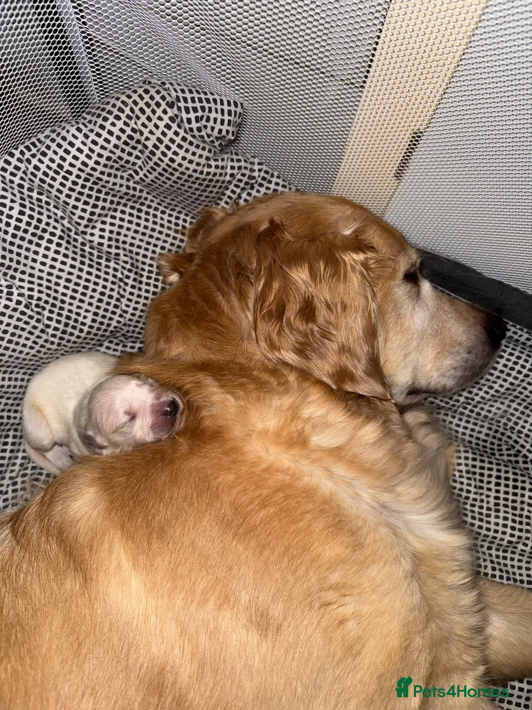 Golden Retriever dogs for sale: Golden retriever puppies - Advert 3