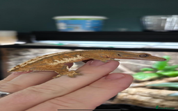 Gecko reptiles for sale: Various Crested Geckos for Sale - Image 7