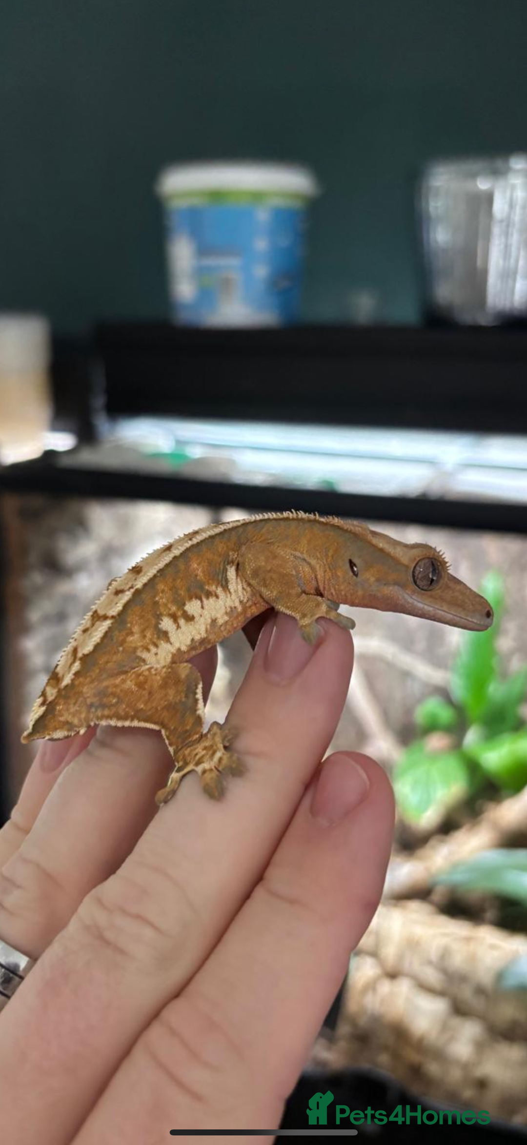 Gecko reptiles for sale: Various Crested Geckos for Sale - Image 7
