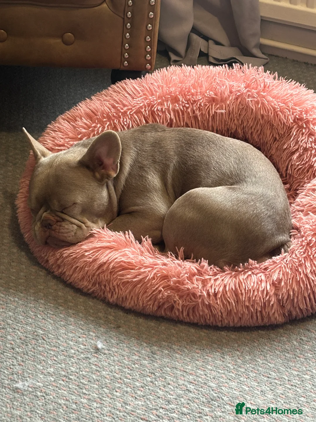 French Bulldog dogs for sale: French Bulldog Girl - Advert 5