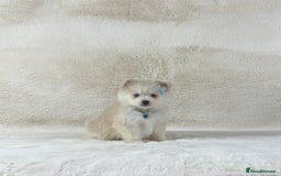 Pomsky dogs for sale: Stunning blue eyes f3 Pomsky puppies for sale - Advert 23