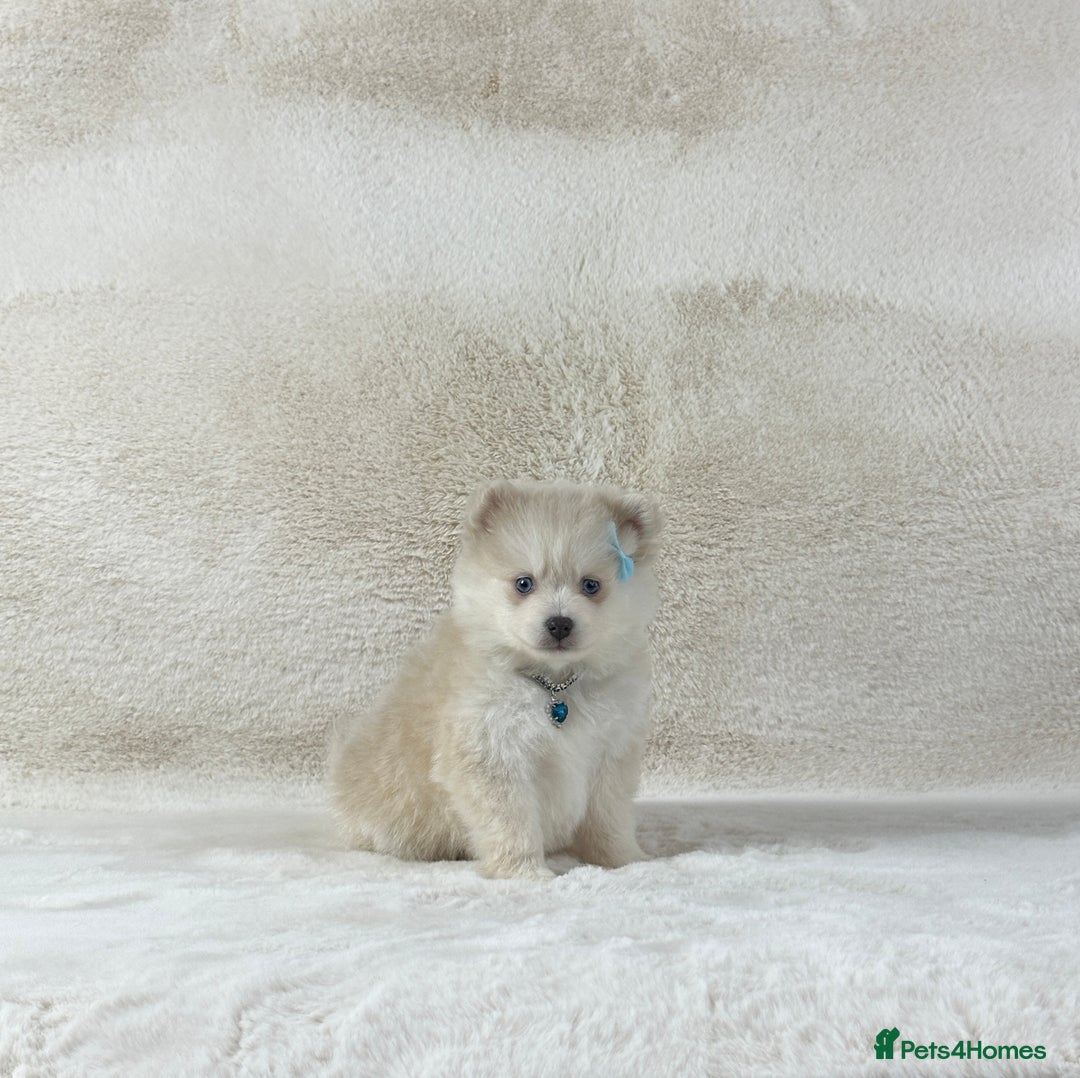 Pomsky dogs for sale: Stunning blue eyes f3 Pomsky puppies for sale - Advert 23