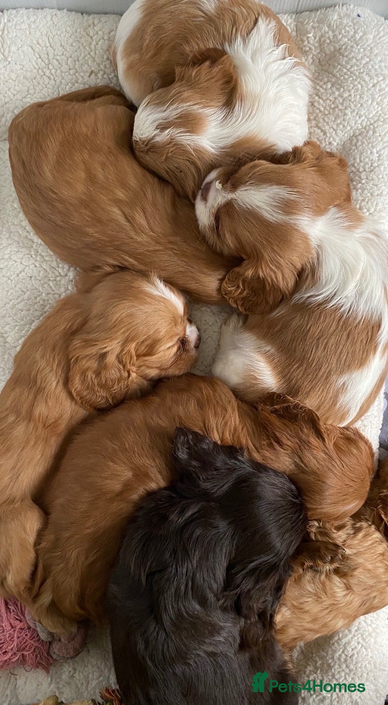 Cavalier King Charles Spaniel dogs Chocolate Visual CKCS  - Advert 12