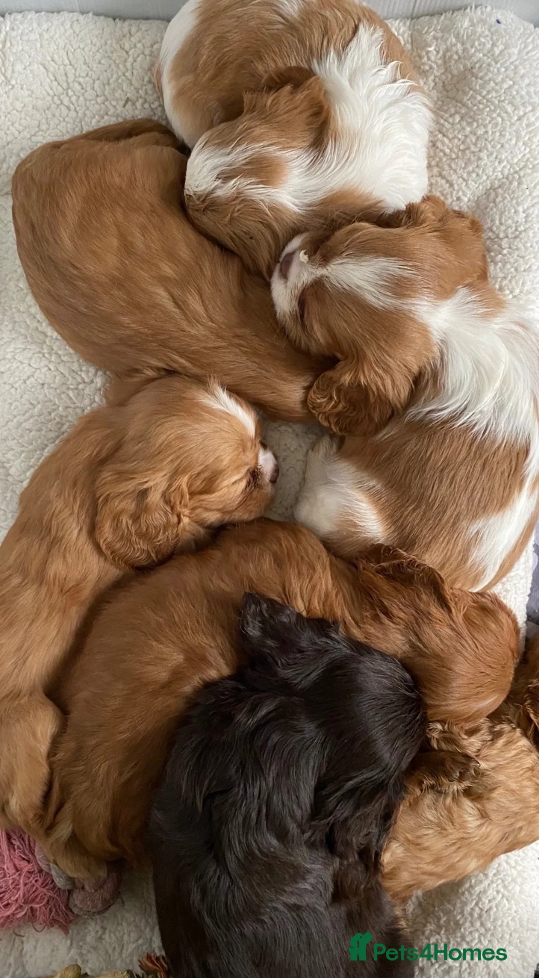 Cavalier King Charles Spaniel dogs for sale: Chocolate Visual CKCS  - Advert 1