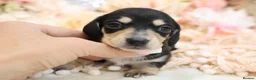 Miniature Dachshund dogs for sale: KC Miniature Dachshund Puppies - Advert 11