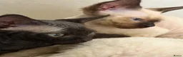 Devon Rex cats for sale: Two mischievous Devon Rex boys  - Advert 1