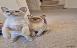 Burmese cats for sale: Beautiful Pedigree Burmese Kittens - Image 4