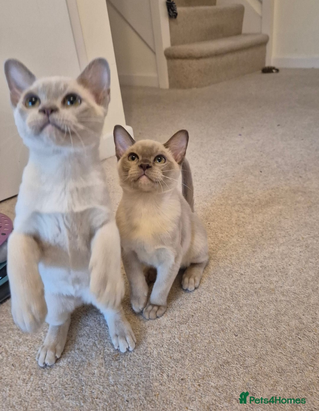 Burmese cats for sale: Beautiful Pedigree Burmese Kittens - Image 4