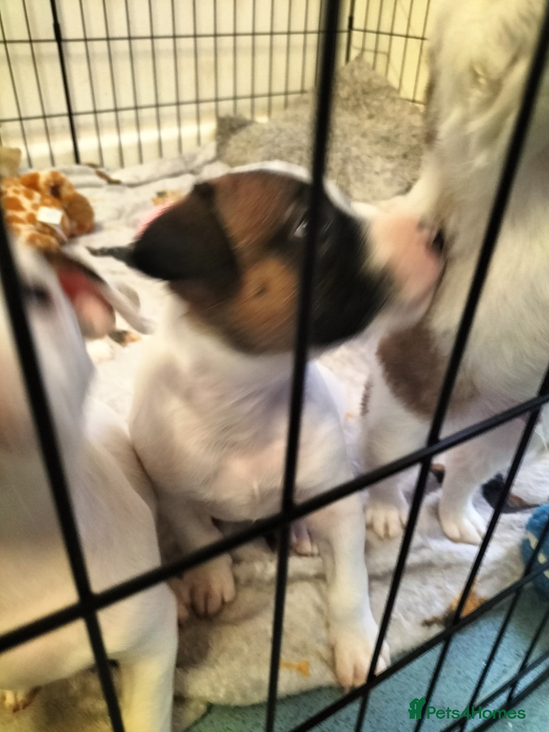 Mixed Breed dogs for sale: Cute litter of puppies  - Advert 9