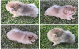 Pomeranian dogs for sale: Kc registered Pomeranian puppies - Image 3