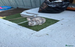 Mixed Breed rabbits for sale: Rabbit for sale - Image 4
