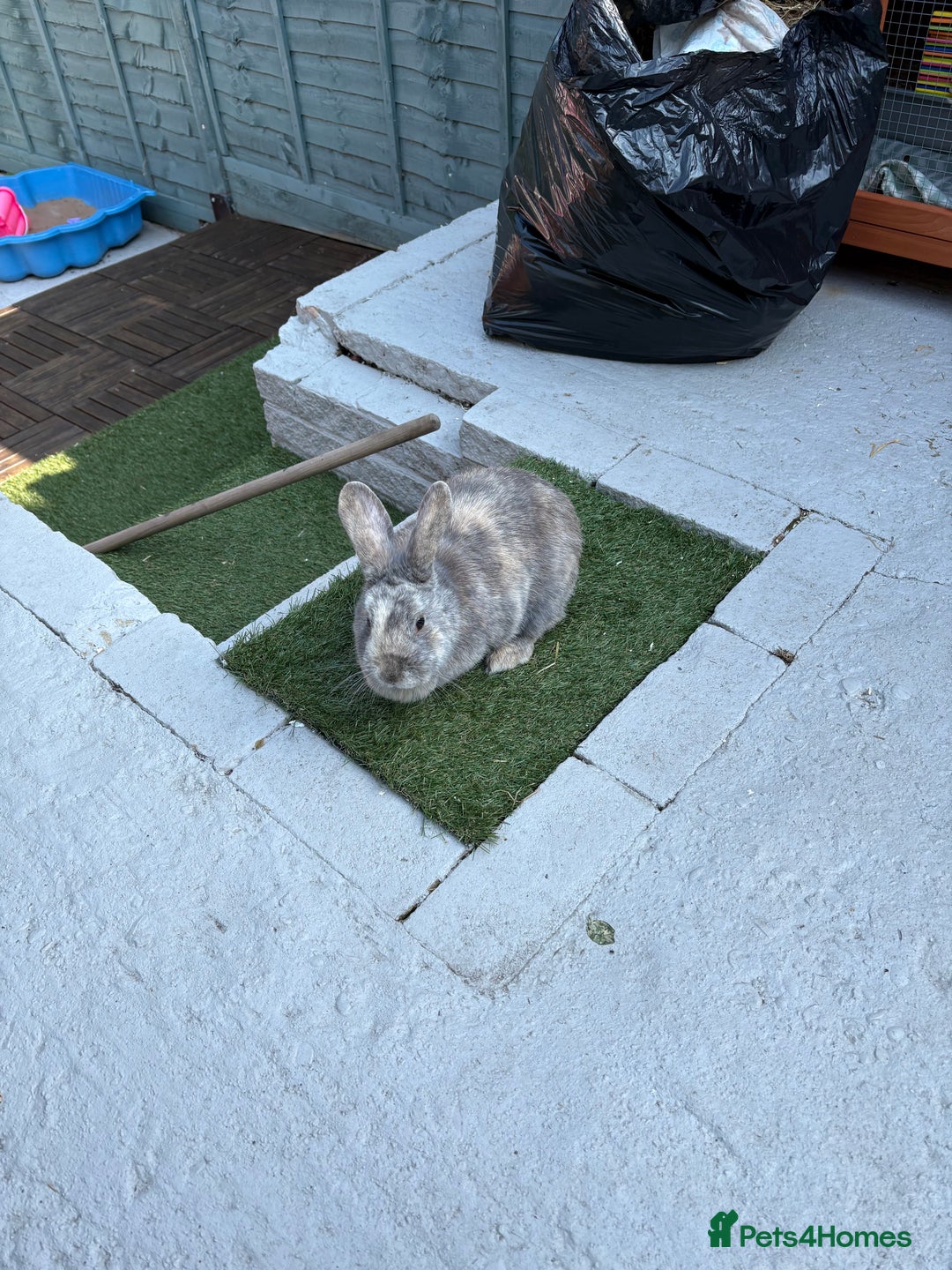 Mixed Breed rabbits for sale: Rabbit for sale - Image 4