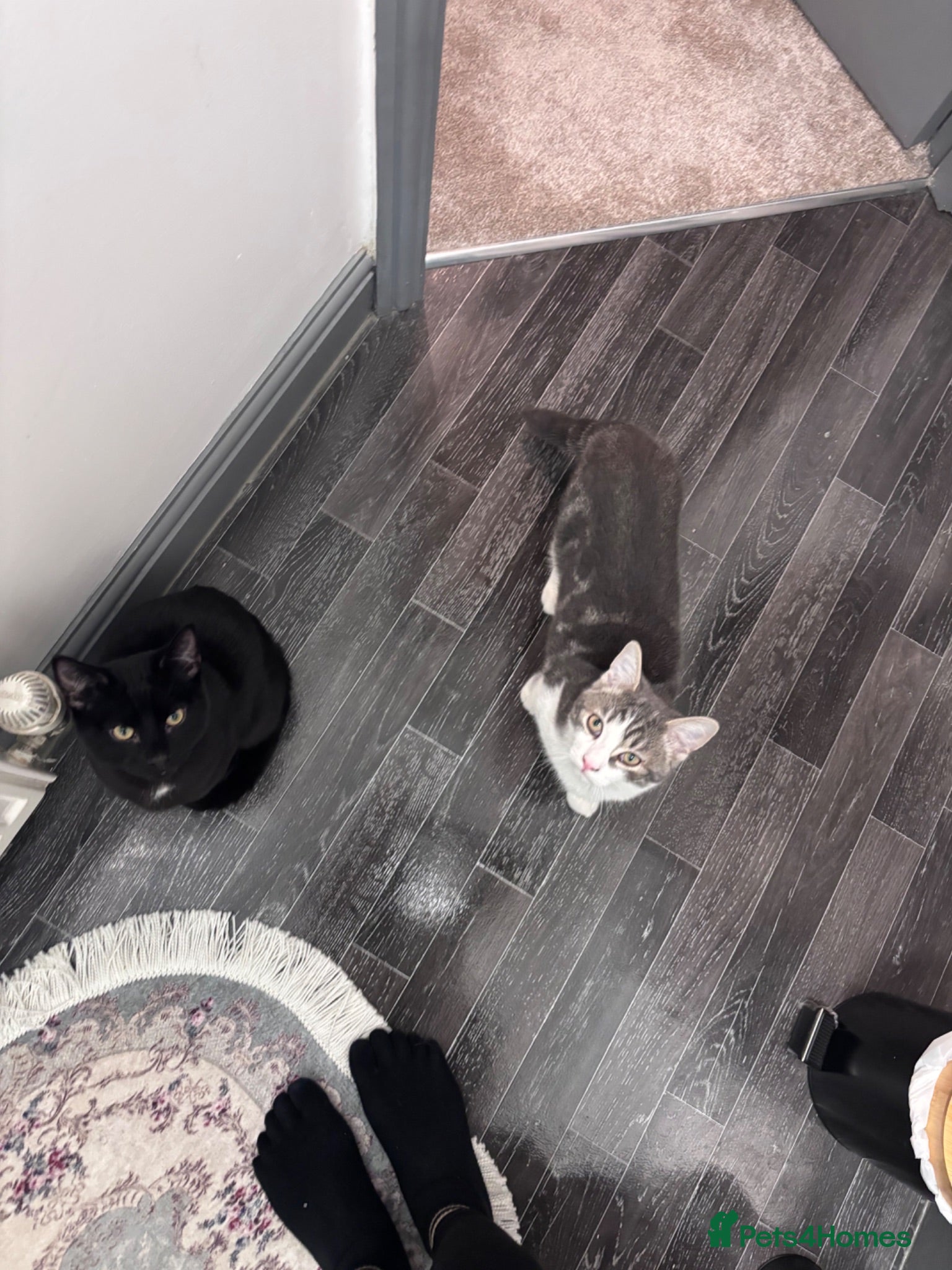Domestic Shorthair cats Looking to re-home our bonded pair - Advert 1