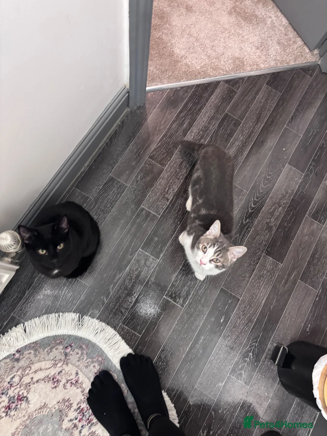 Domestic Shorthair cats for sale: Looking to re-home our bonded pair - Advert 1