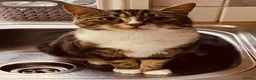 Mixed Breed cats for sale: Pixie  in Blackburn - Advert 3