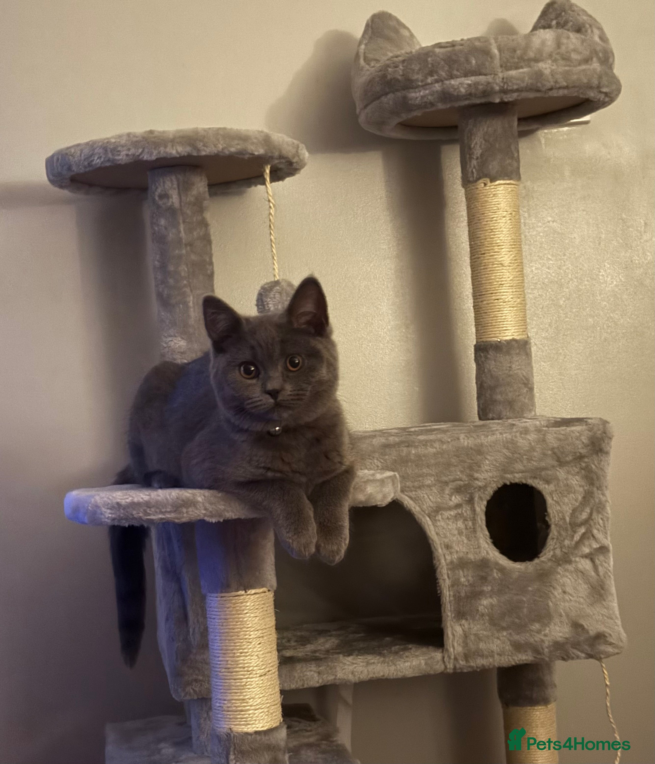 British Shorthair cats British short-haired 4 months and 1 week kitten  - Advert 1
